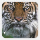 Pesquisar por tiger adesivos Animais