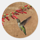 Pesquisar por alimentos adesivos Pássaro