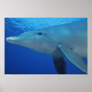 Pesquisar por environment artes pôsteres Sea