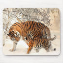 Pesquisar por siberian Amor