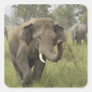 Pesquisar por elefante indiano adesivos Pastagem