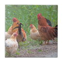 Pesquisar por galinha azulejos Galo