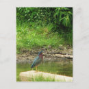 Pesquisar por hera verde cartoes postais Aves
