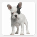 Pesquisar por buldogue francês preto branco adesivos Frenchie