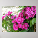 Pesquisar por cravo cor de rosa pôsteres Cravo da índia