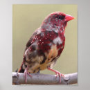 Pesquisar por pássaro vermelho pôsteres Natureza