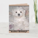 Pesquisar por maltese puppy cartoes Animal