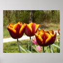 Pesquisar por tulipas amarelas pôsteres Flor