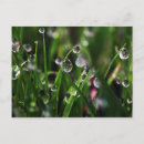 Pesquisar por orvalho cartoes postais Gotículas