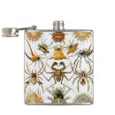 Pesquisar por aranhas cantis Halloween