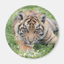 Pesquisar por chata imas Natureza
