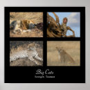 Pesquisar por serengeti pôsteres Selvagem