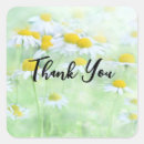 Pesquisar por camomila adesivos Primavera