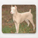 Pesquisar por doberman branco Canino