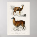 Pesquisar por alpacas pósteres pôsteres Lama
