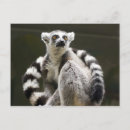 Pesquisar por lemurs cartoes postais Fofo