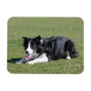 Pesquisar por estabelecimento imas Collie beira