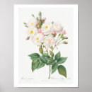 Pesquisar por vintage botanical pósteres pôsteres Botânica