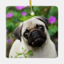 Pesquisar por pug bonito ornamentos Engraçado