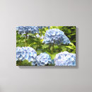 Pesquisar por híbrido impressão de canvas Hydrangeas