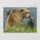 Pesquisar por abraço de urso cartoes postais Ursos bonitos