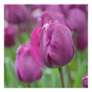 Pesquisar por tulipas roxas pôsteres Rosa