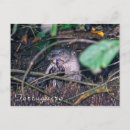 Pesquisar por outros cartoes postais Bonito