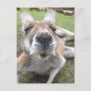 Pesquisar por kawaii cartoes postais animal fofo