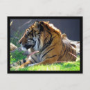 Pesquisar por sumatra cartoes postais Natureza