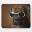 Pesquisar por óculos de sol fotografia Cão