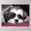 Pesquisar por shih tzu pôsteres Fotografia