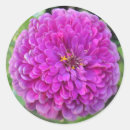 Pesquisar por dália roxa adesivos Roxo