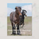 Pesquisar por mustang selvagem cartoes postais Cavalos selvagens