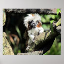 Pesquisar por tamarin pósteres pôsteres Foto