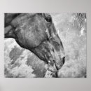 Pesquisar por do cavalo pôsteres Preto e branco