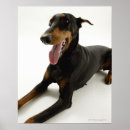 Pesquisar por pinscher pósteres pôsteres Animal