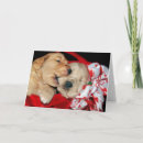 Pesquisar por retenção cartoes Cão