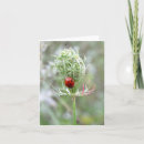 Pesquisar por ladybug cartoes Flor silvestre