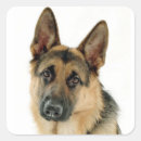 Pesquisar por german shepherd adesivos Pastor