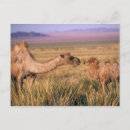 Pesquisar por mongolia cartoes postais Natureza