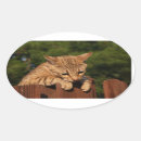 Pesquisar por manchado adesivos Gato