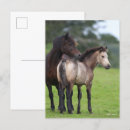 Pesquisar por égua potro cartoes postais Pônei