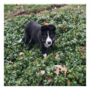 Pesquisar por de border collie pósteres pôsteres Cão