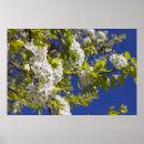 Pesquisar por pera pôsteres Primavera