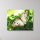 Pesquisar por flores exóticas impressão de canvas Fotografia