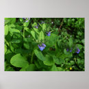 Pesquisar por flores roxas pôsteres Fotografia