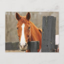 Pesquisar por cavalo de madeira cartoes postais Animal