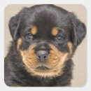 Pesquisar por rottweiler adesivos Malandra