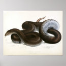 Pesquisar por serpente pôsteres Réptil