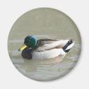Pesquisar por pato imas Design